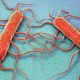 listeria