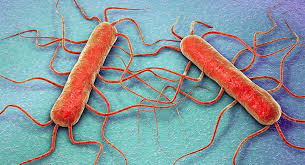 listeria